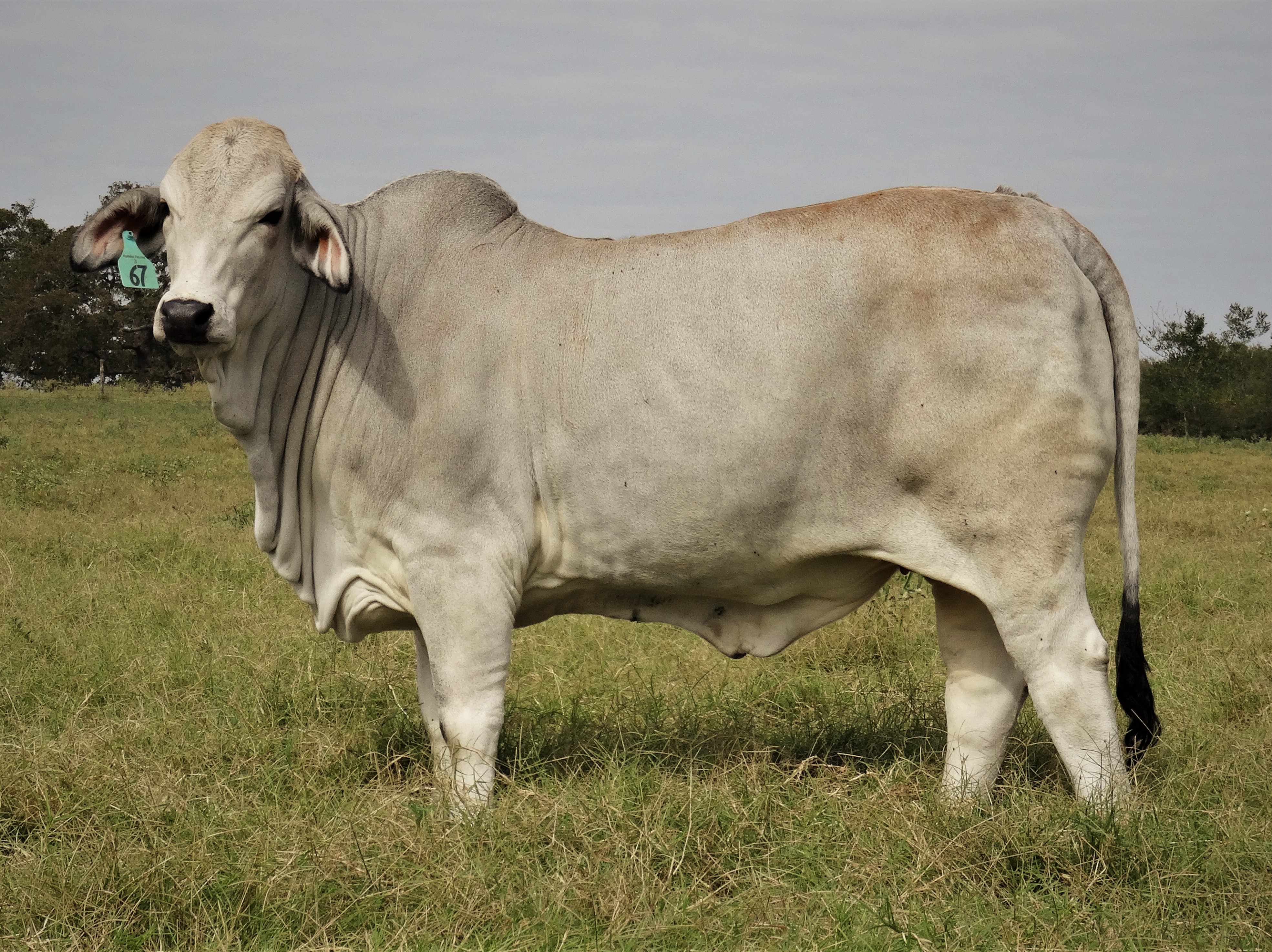 MISS KALLION BEBE 67/3