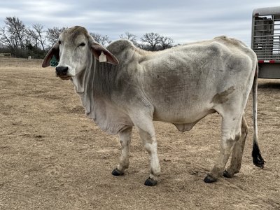 Miss Kallion Mollie 190/3